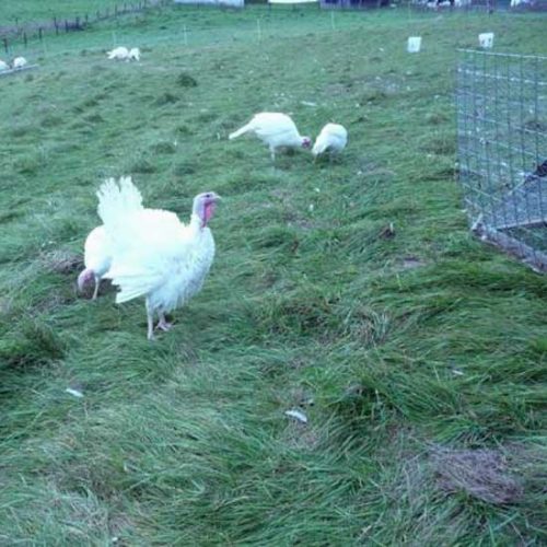 Winter Arrival Delays Turkey Processing and Brings Challenges